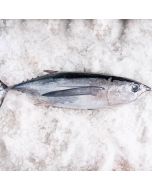 bonito del norte fresco a domicilio