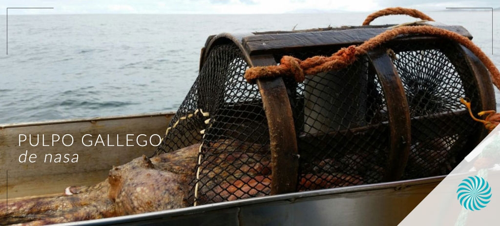 Comprar pulpo gallego de nasa